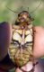 Dytiscus sp. ventral.jpg