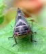 Oncopsis sp. 2.jpg