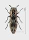 Agrilus lituratus sfondo.jpg