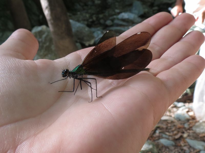 IMG_1493 (800x599).jpg