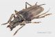neoplocaederus.jpg