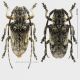 Crossotus coppia raw.jpg