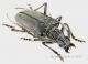 neoplocaederus profilo new forum.jpg