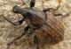 Barynotus obscurus Bath GB 27-06-12 860bb.jpg