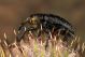larinus-sp.jpg