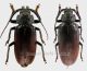 rhaesus coppia.jpg
