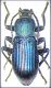 Tenebeetle.jpg