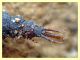 17 mm. probabile larva Staphylinidae - Anzio - 15.2.2012 (1).JPG