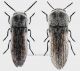 acmaeoderella coppia forum.jpg