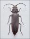 Cerambycidae.jpg