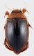grammicus_small.jpg