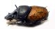 O. gibbulus m 03.jpg