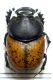O. gibbulus f 01.jpg