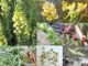 Linaria_vulgaris_subsp_vulgaris.jpg