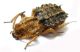 Sepidium sp. A 04.jpg