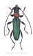 Certallum ebulinum Cyprus.jpg