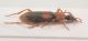 Comb0135_34r.jpg