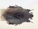 Comb0141_21cr.jpg