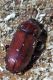 tenebrionidae circa 8 mm. nella rosura di un tronco morto tor caldara 12.8.2012 (4).jpg