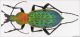 Coptolabrus lafossei tyrannous_Zehjiang_China_18VI2006.jpg