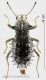 sepidium%20histrix%20forum.jpg