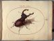 Hoefnagel[Joris]_1575-1580_AnimaliaRationaliaInsecta_PlateV.jpg