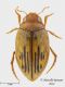 Hygrotus-(Coelambus)-pallidulus_Sardegna.jpg