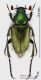 Amphicoma_graeca_2s.jpg