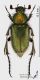 Amphicoma_graeca_3s.JPG