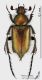 Amphicoma_graeca_4s.jpg