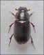 Aphodiidae.jpg