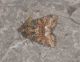 DSC_0188P17.JPG