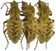 Sepidium-hystrix-desertica.jpg