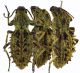 Sepidium-hystrix-hystrix.jpg