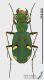 Cicindela_s.JPG