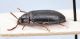 Comb0121_23r.jpg