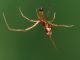 maschio argyrodes e.jpg