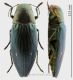 buprestis%20forum1.jpg