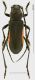 Purpuricenus barbarus.jpg