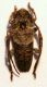 Pogonocherus1.JPG