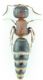 mutilidae2.jpg