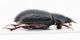 Comb0167_19jcr.jpg