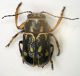 Pachy02a 2.8mm 8.VII.2012.JPG