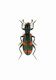 Trichodes sp-Turkey-Kankiri prov.-Cerkes-21-VIII-2002-Leg.Sandel_01.JPG