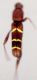 Neoclytus.jpg