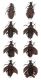 Carabus_morbillosus_Tachinidae.jpg