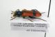 Trichodes sp.3-Turkey-Isparta-Tefenni-02-VI-2003 Leg.Poletti_02.JPG