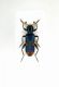 Trichodes quadriguttatus-Turkey-Isparta-Tefenni-02-VI-2003 Leg.Poletti_01.JPG