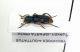Trichodes quadriguttatus-Turkey-Isparta-Tefenni-02-VI-2003 Leg.Poletti_02.JPG