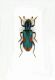 Trichodes quadriguttatus-Turkey-Isparta-Tefenni-02-VI-2003 Leg.Poletti_03.JPG
